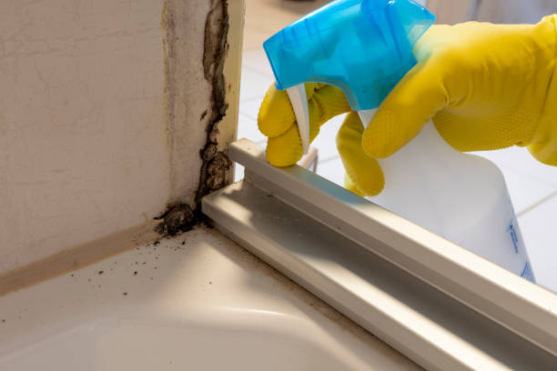 Best Mold Remediation  in Reno, OH
