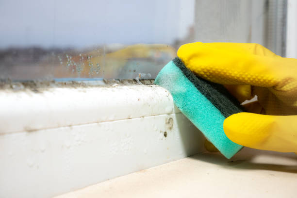 Best Commercial Mold Removal  in Reno, OH