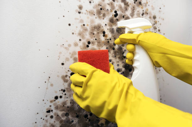 Best Toxic Mold Removal  in Reno, OH