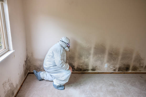 Attic Mold Removal in Reno, OH