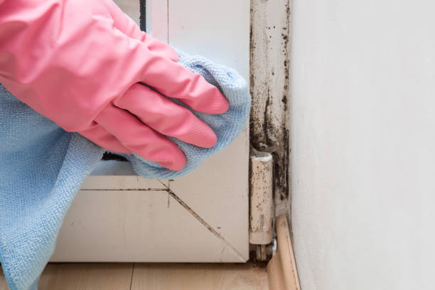 Best Certified Mold Removal  in Reno, OH