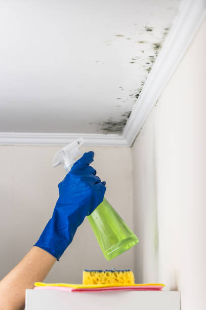 Best Attic Mold Removal  in Reno, OH